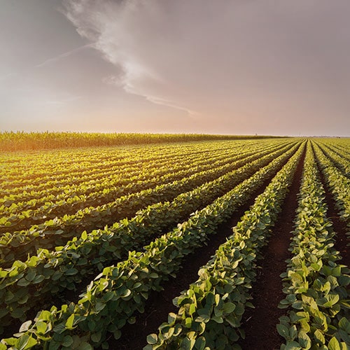 Agribusiness Forestry Blend Finance